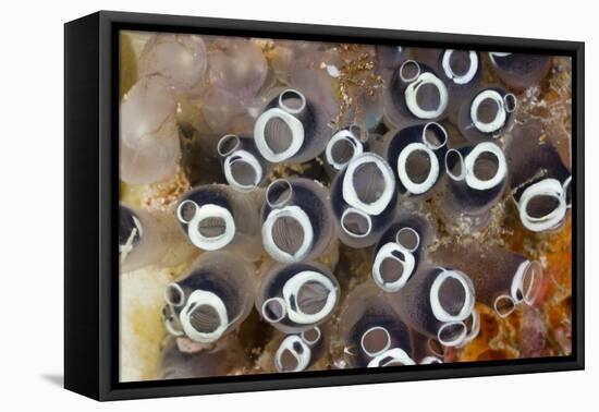 Colony of Tunicates (Clavelina Robusta), Raja Ampat, West Papua, Indonesia-Reinhard Dirscherl-Framed Premier Image Canvas