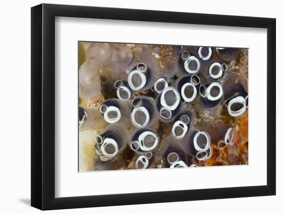 Colony of Tunicates (Clavelina Robusta), Raja Ampat, West Papua, Indonesia-Reinhard Dirscherl-Framed Photographic Print