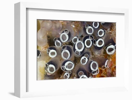 Colony of Tunicates (Clavelina Robusta), Raja Ampat, West Papua, Indonesia-Reinhard Dirscherl-Framed Photographic Print