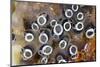 Colony of Tunicates (Clavelina Robusta), Raja Ampat, West Papua, Indonesia-Reinhard Dirscherl-Mounted Photographic Print