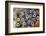 Colony of Tunicates (Clavelina Robusta), Raja Ampat, West Papua, Indonesia-Reinhard Dirscherl-Framed Photographic Print