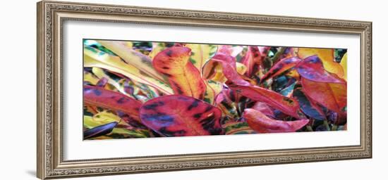 Color Anyone-Herb Dickinson-Framed Photographic Print