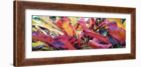 Color Anyone-Herb Dickinson-Framed Photographic Print