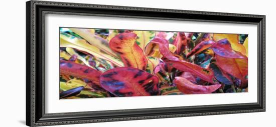 Color Anyone-Herb Dickinson-Framed Photographic Print