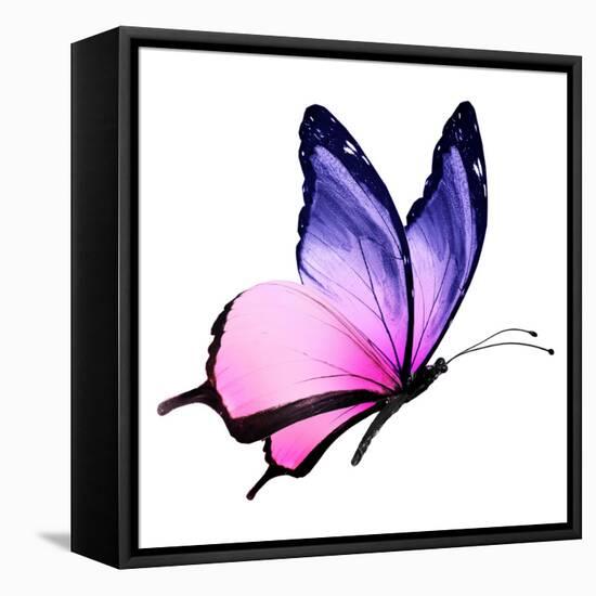 Color Butterfly Flying-suns_luck-Framed Stretched Canvas