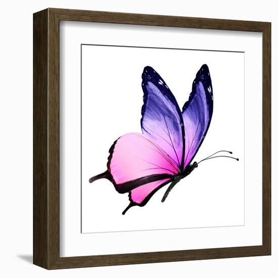 Color Butterfly Flying-suns_luck-Framed Art Print