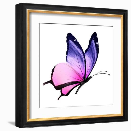 Color Butterfly Flying-suns_luck-Framed Art Print