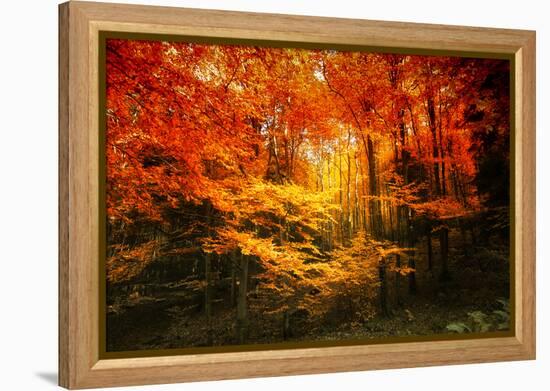 Color Combination-Philippe Sainte-Laudy-Framed Premier Image Canvas