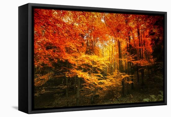 Color Combination-Philippe Sainte-Laudy-Framed Premier Image Canvas