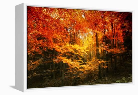 Color Combination-Philippe Sainte-Laudy-Framed Premier Image Canvas