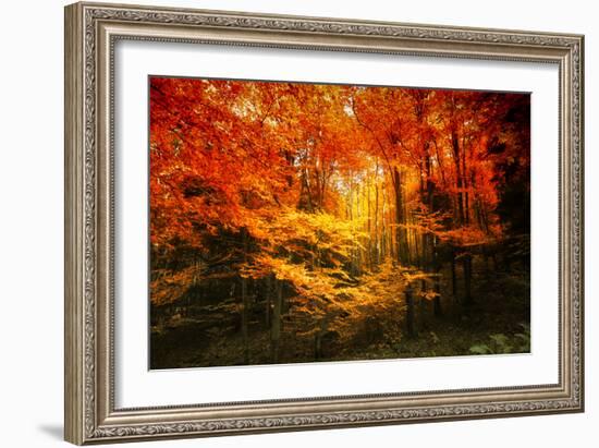 Color Combination-Philippe Sainte-Laudy-Framed Photographic Print