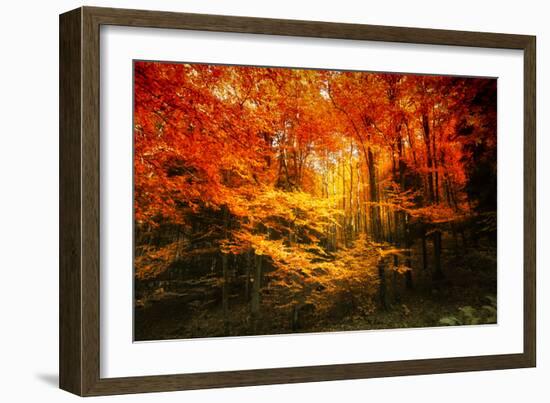 Color Combination-Philippe Sainte-Laudy-Framed Photographic Print