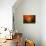 Color Combination-Philippe Sainte-Laudy-Mounted Photographic Print displayed on a wall