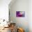 Color Drop Symphony-Heidi Westum-Photographic Print displayed on a wall