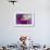 Color Drop Symphony-Heidi Westum-Framed Photographic Print displayed on a wall