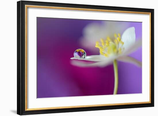 Color Drop Symphony-Heidi Westum-Framed Photographic Print