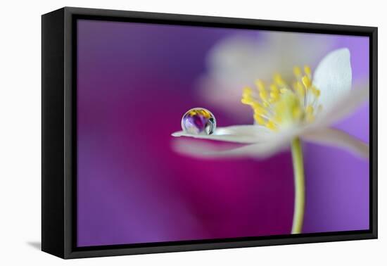 Color Drop Symphony-Heidi Westum-Framed Premier Image Canvas