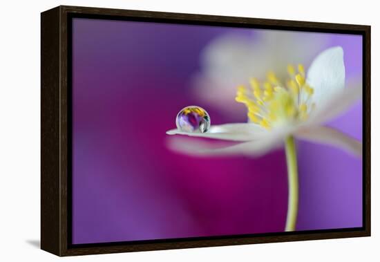 Color Drop Symphony-Heidi Westum-Framed Premier Image Canvas