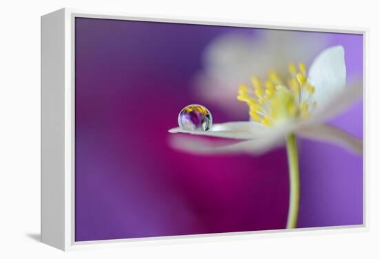 Color Drop Symphony-Heidi Westum-Framed Premier Image Canvas