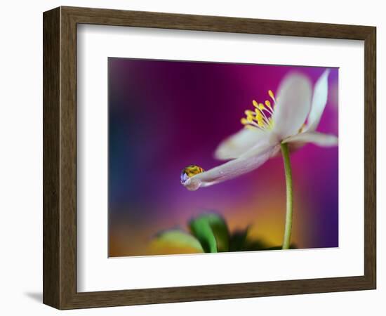 Color Drop Symphony-Heidi Westum-Framed Photographic Print