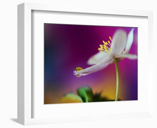 Color Drop Symphony-Heidi Westum-Framed Photographic Print