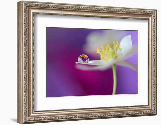 Color Drop Symphony-Heidi Westum-Framed Photographic Print