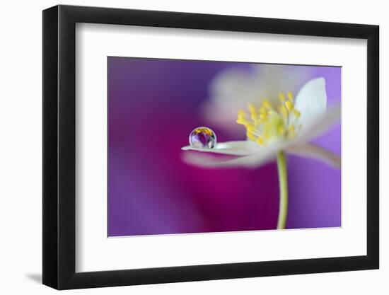 Color Drop Symphony-Heidi Westum-Framed Photographic Print