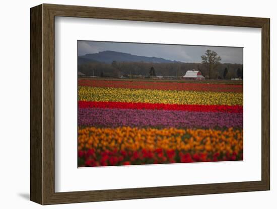 Color Field-Aaron Matheson-Framed Photographic Print