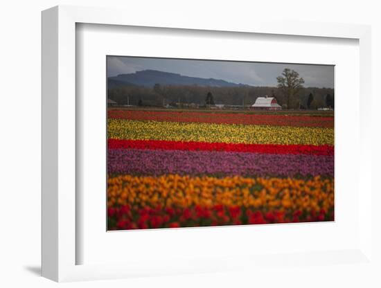 Color Field-Aaron Matheson-Framed Photographic Print