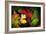 Color Flow-Philippe Sainte-Laudy-Framed Photographic Print