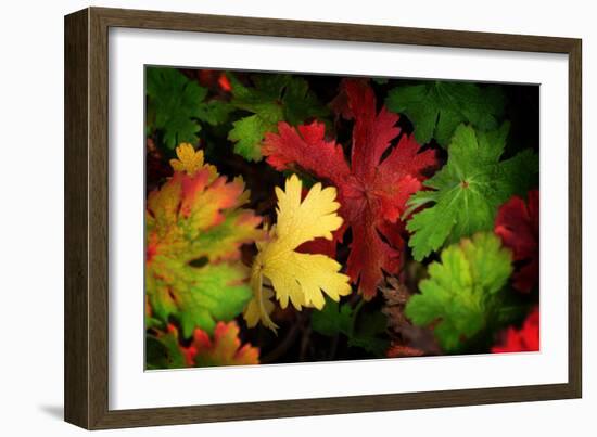 Color Flow-Philippe Sainte-Laudy-Framed Photographic Print