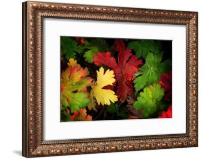 Trademark Fine Art 30 in. x 47 in. Brilliant Fall Color by Philippe
