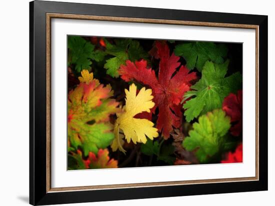 Color Flow-Philippe Sainte-Laudy-Framed Photographic Print