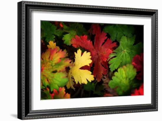 Color Flow-Philippe Sainte-Laudy-Framed Photographic Print