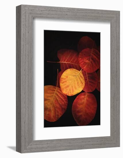 Color is the Power-Philippe Sainte-Laudy-Framed Photographic Print