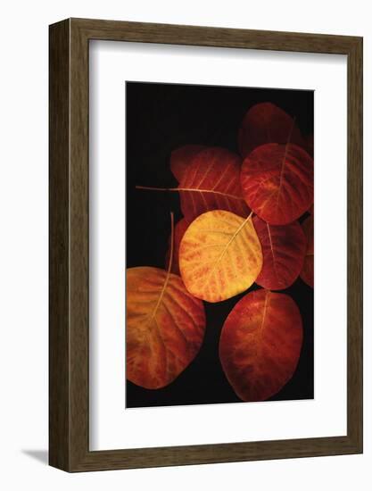 Color is the Power-Philippe Sainte-Laudy-Framed Photographic Print