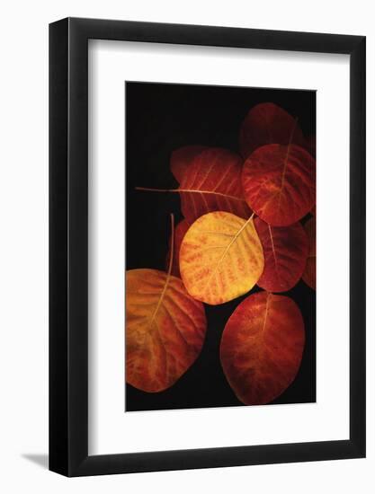Color is the Power-Philippe Sainte-Laudy-Framed Photographic Print
