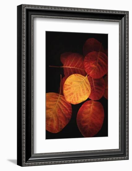 Color is the Power-Philippe Sainte-Laudy-Framed Photographic Print