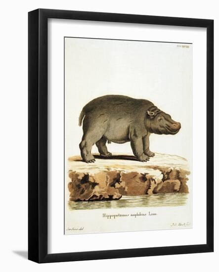 Color Lithographs with African Animals-null-Framed Giclee Print