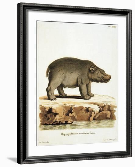 Color Lithographs with African Animals-null-Framed Giclee Print