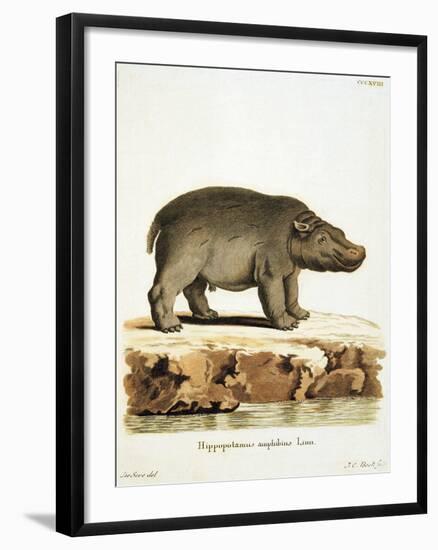 Color Lithographs with African Animals-null-Framed Giclee Print