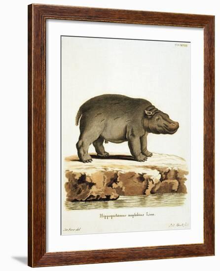 Color Lithographs with African Animals-null-Framed Giclee Print