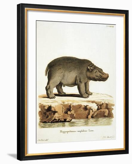 Color Lithographs with African Animals-null-Framed Giclee Print