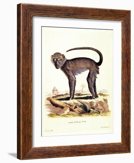 Color Lithographs with African Animals-null-Framed Giclee Print