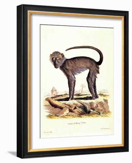 Color Lithographs with African Animals-null-Framed Giclee Print