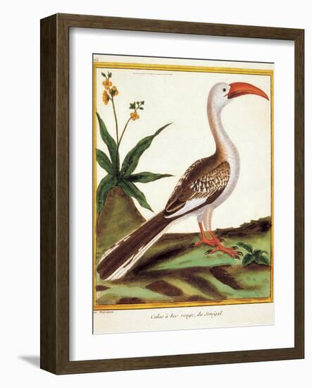 Color Lithographs with African Animals-null-Framed Giclee Print