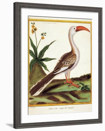 Color Lithographs with African Animals-null-Framed Giclee Print