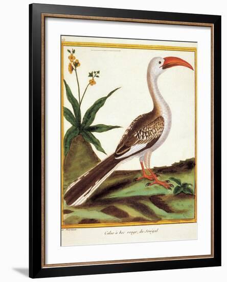 Color Lithographs with African Animals-null-Framed Giclee Print