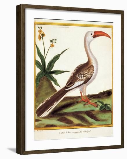 Color Lithographs with African Animals-null-Framed Giclee Print