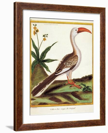 Color Lithographs with African Animals-null-Framed Giclee Print